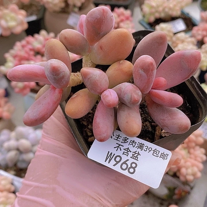 糖果美人绿抓8cm968多肉植物