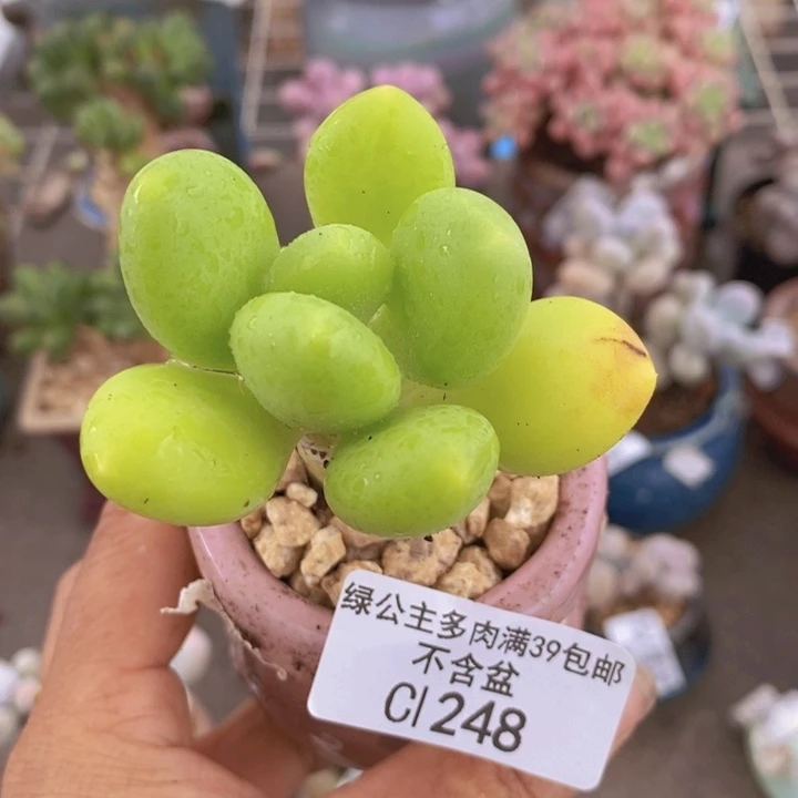 金蟾248/5cm多肉