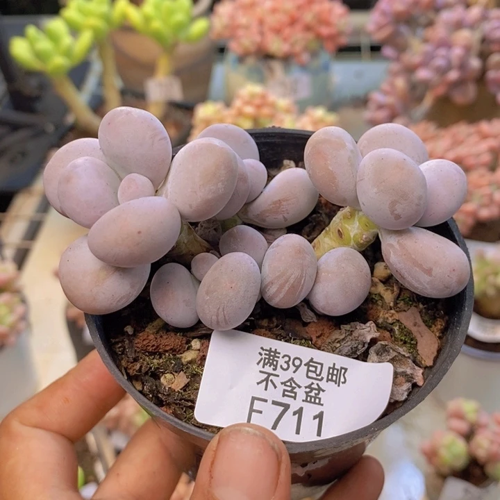 711芭比奶多肉7cm