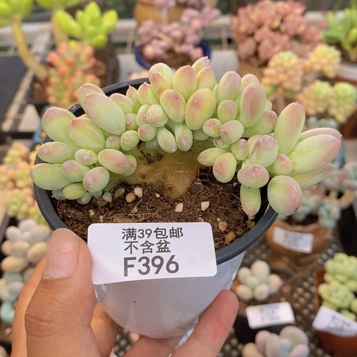 396苹果奶四代多肉7cm