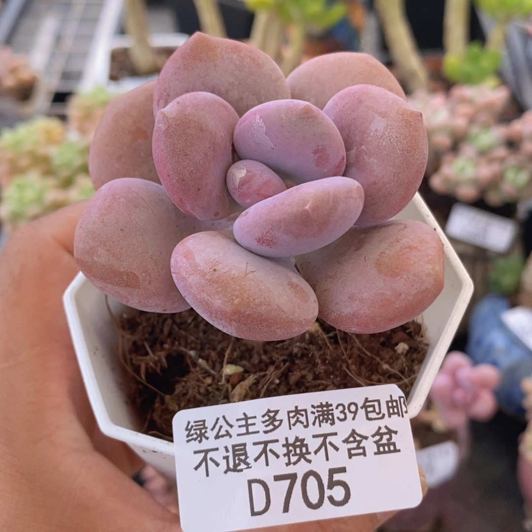 桃霜单头705多肉植物