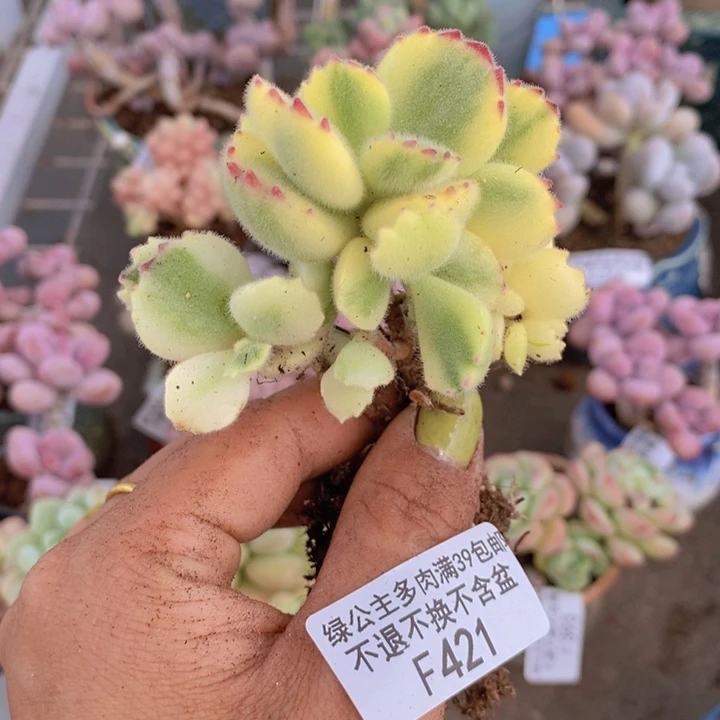 芳****绣彩熊421/5cm掉叶