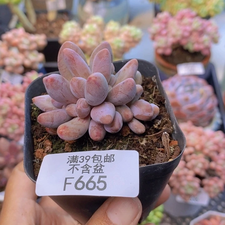 追*者665糖果美人缀多肉4cm