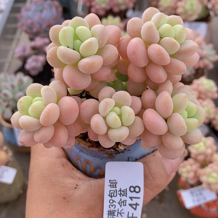 洛可可418/7cm多肉