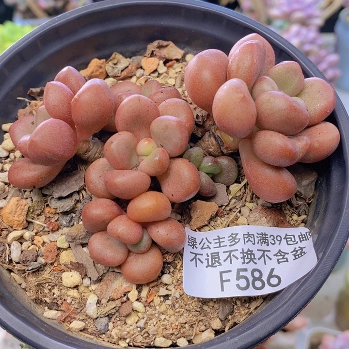 586先锋派多肉特价