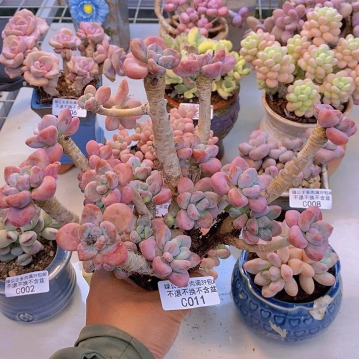 011樱花洛神多肉有断枝
