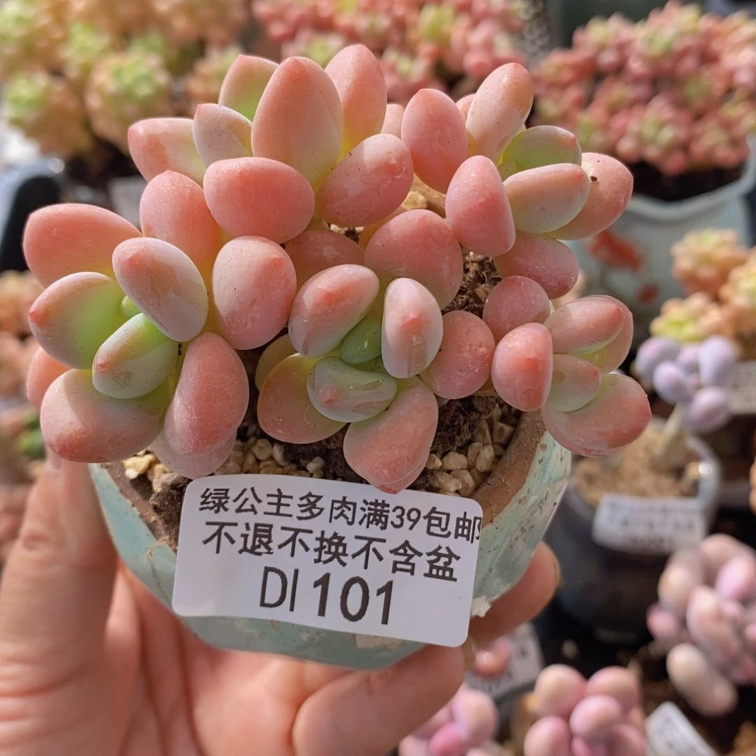 橘子洛神7cm101多肉植物