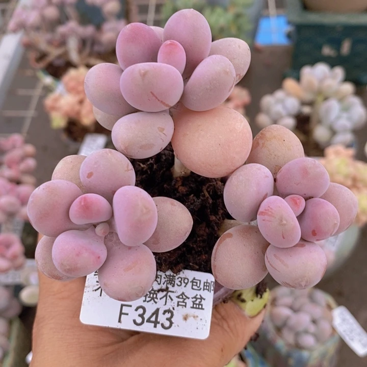 糖果桃蛋343/6c m