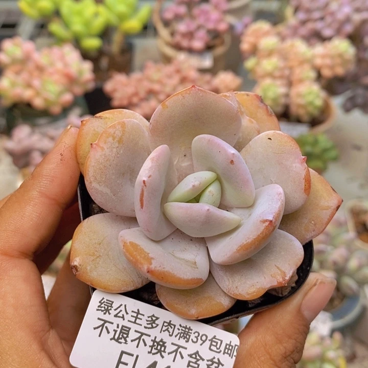 410丸叶奶茶多肉6cm