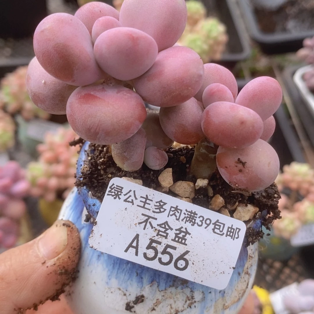 腰子桃蛋6cm556多肉植物