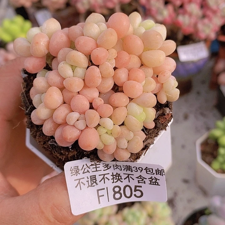 鱼子酱6cm805多肉植物