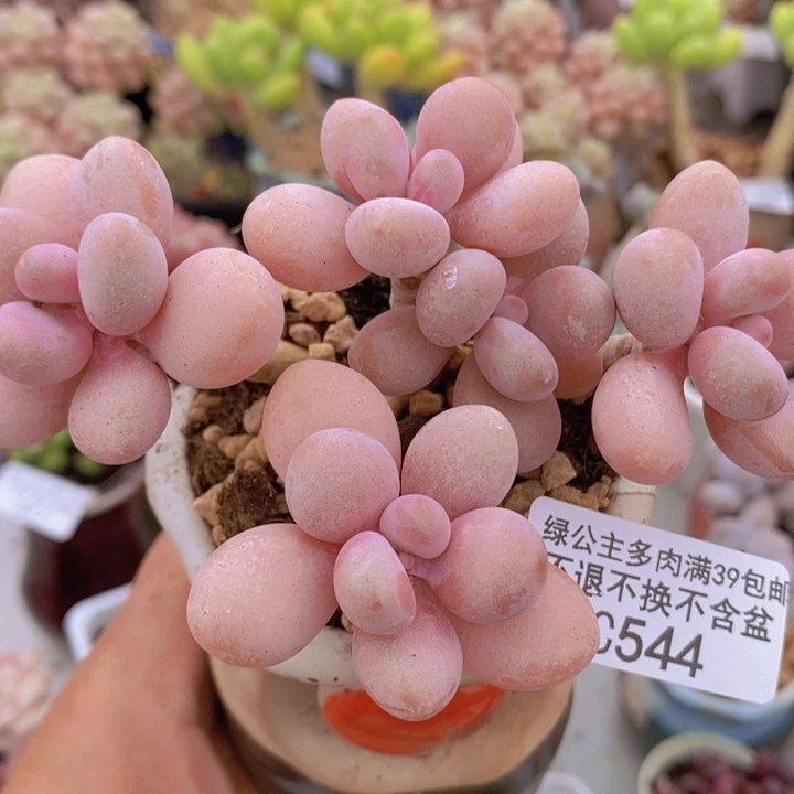 糖果桃蛋老桩544多肉植物