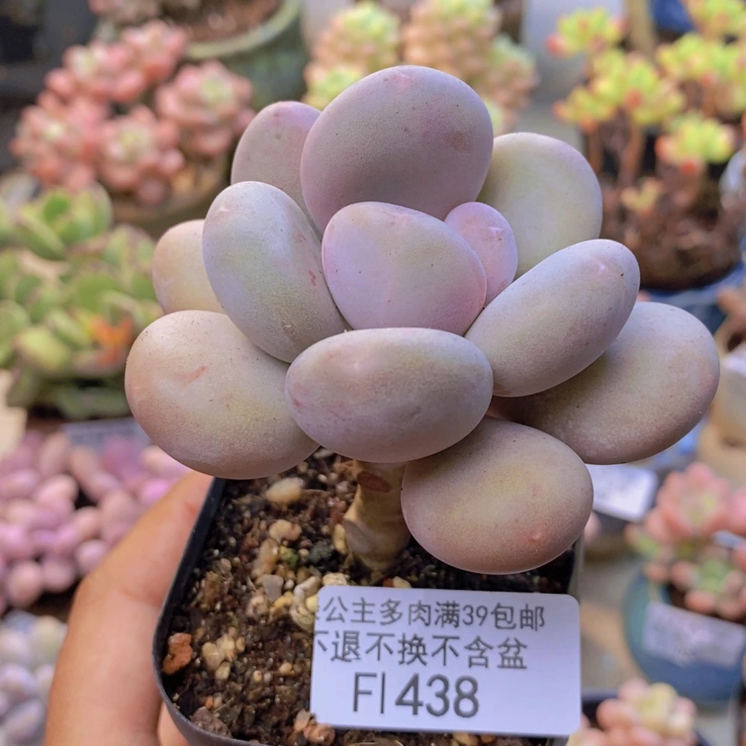 438彩虹奶多肉5cm
