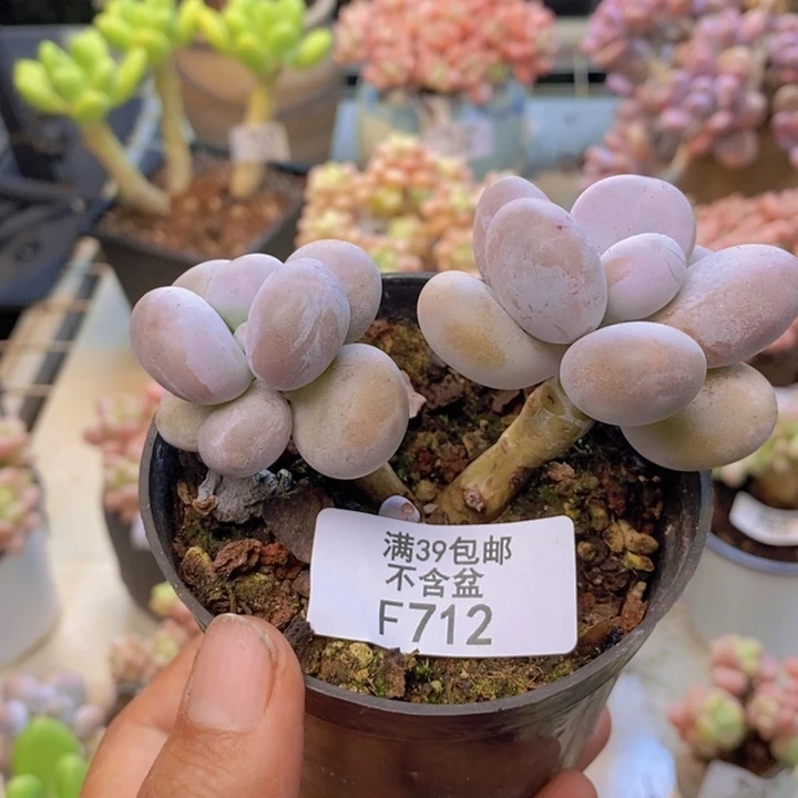 712芭比奶多肉8cm