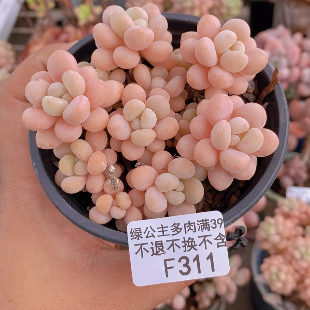 311洛可可多肉7c m