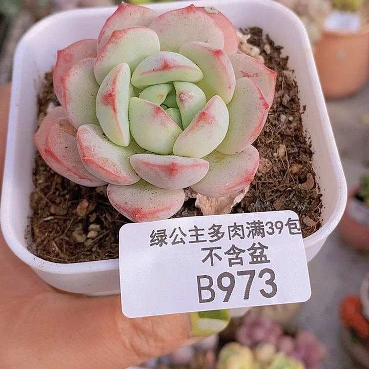 白底香草5cm973多肉植物