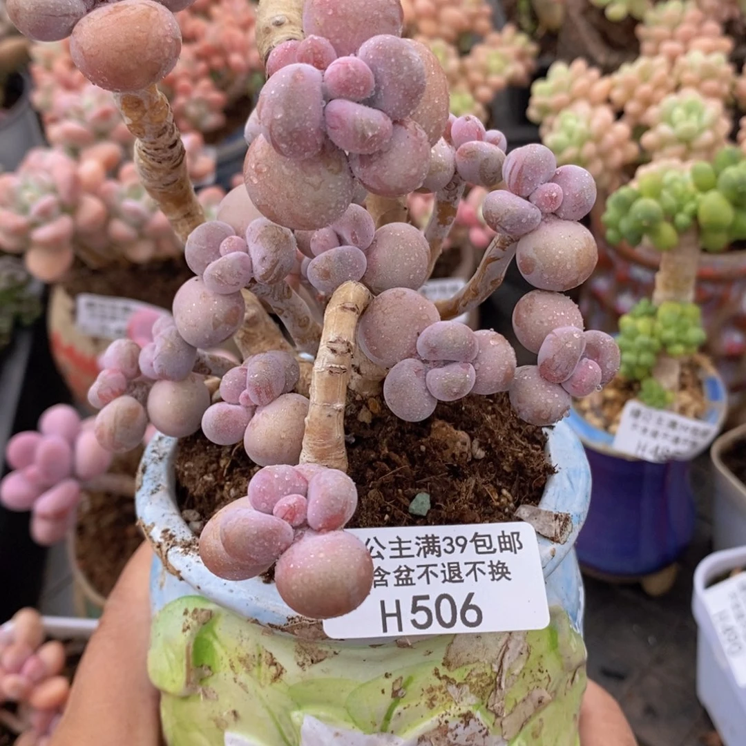 腰子桃蛋10cm506多肉植物