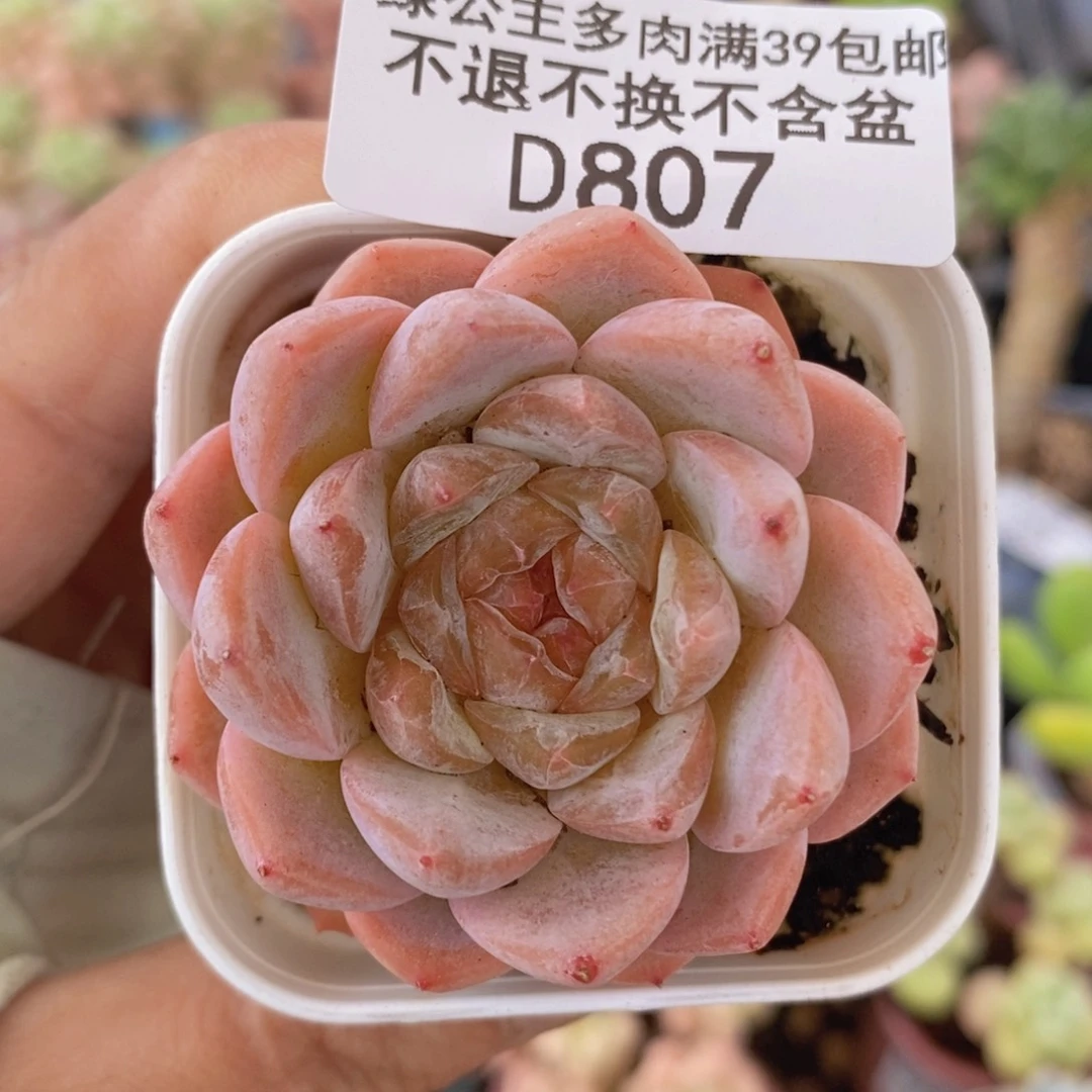 糖心黛玉5vm807多肉植物