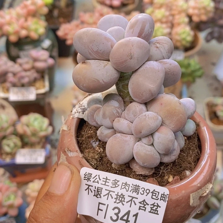 341橙奶多肉肉6cm