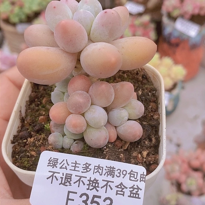 手指奶5cm353多肉植物