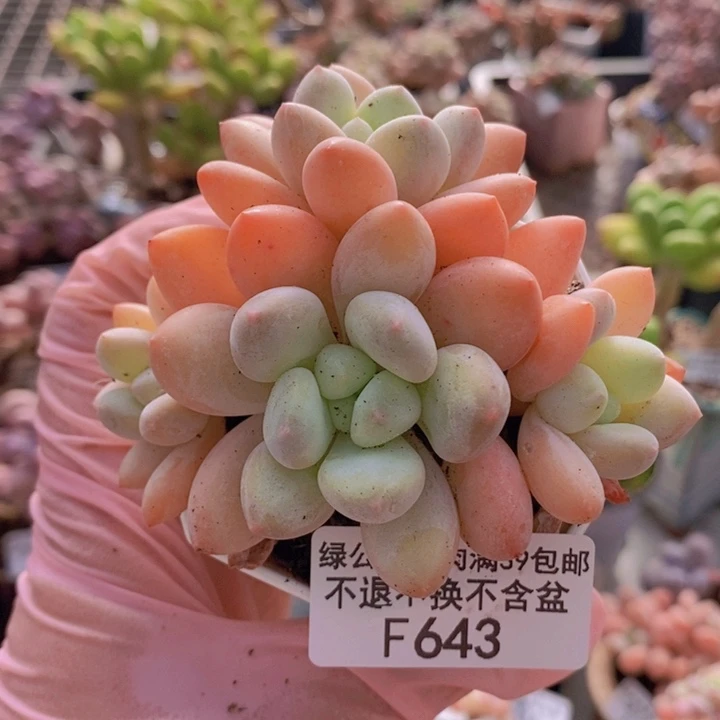 香水8vm643多肉植物