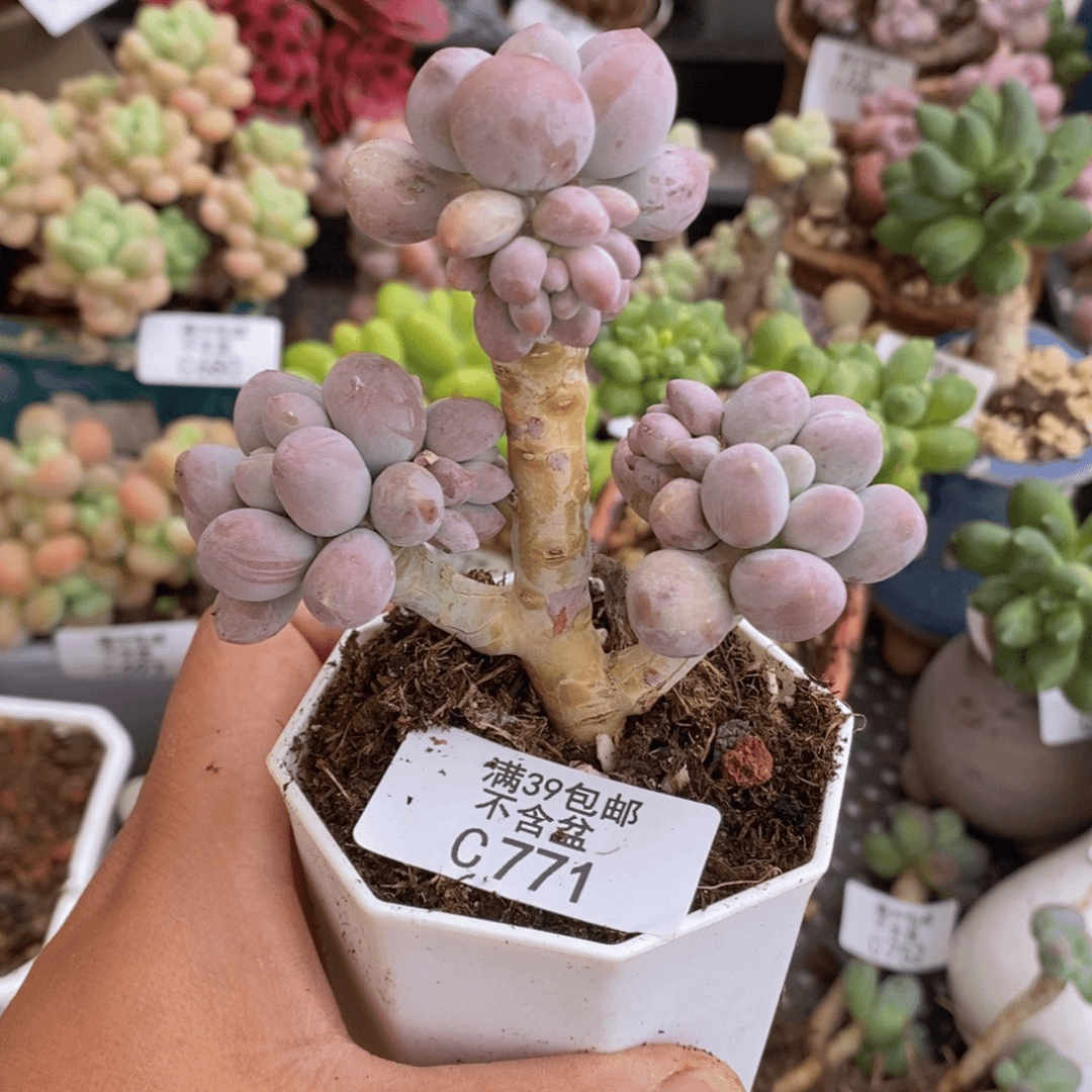 汤圆树6cm771多肉植物