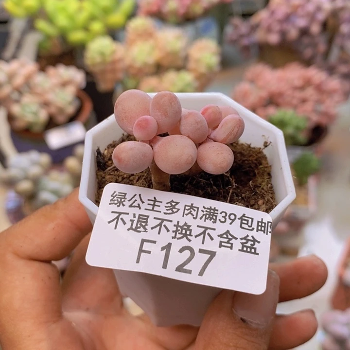 127糖果桃蛋多肉2cm
