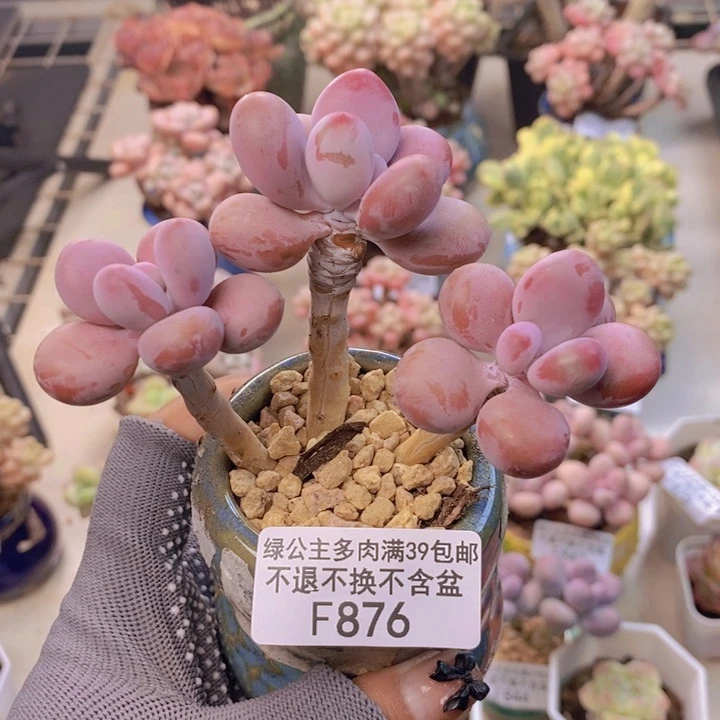 876糖果桃蛋多肉7c m