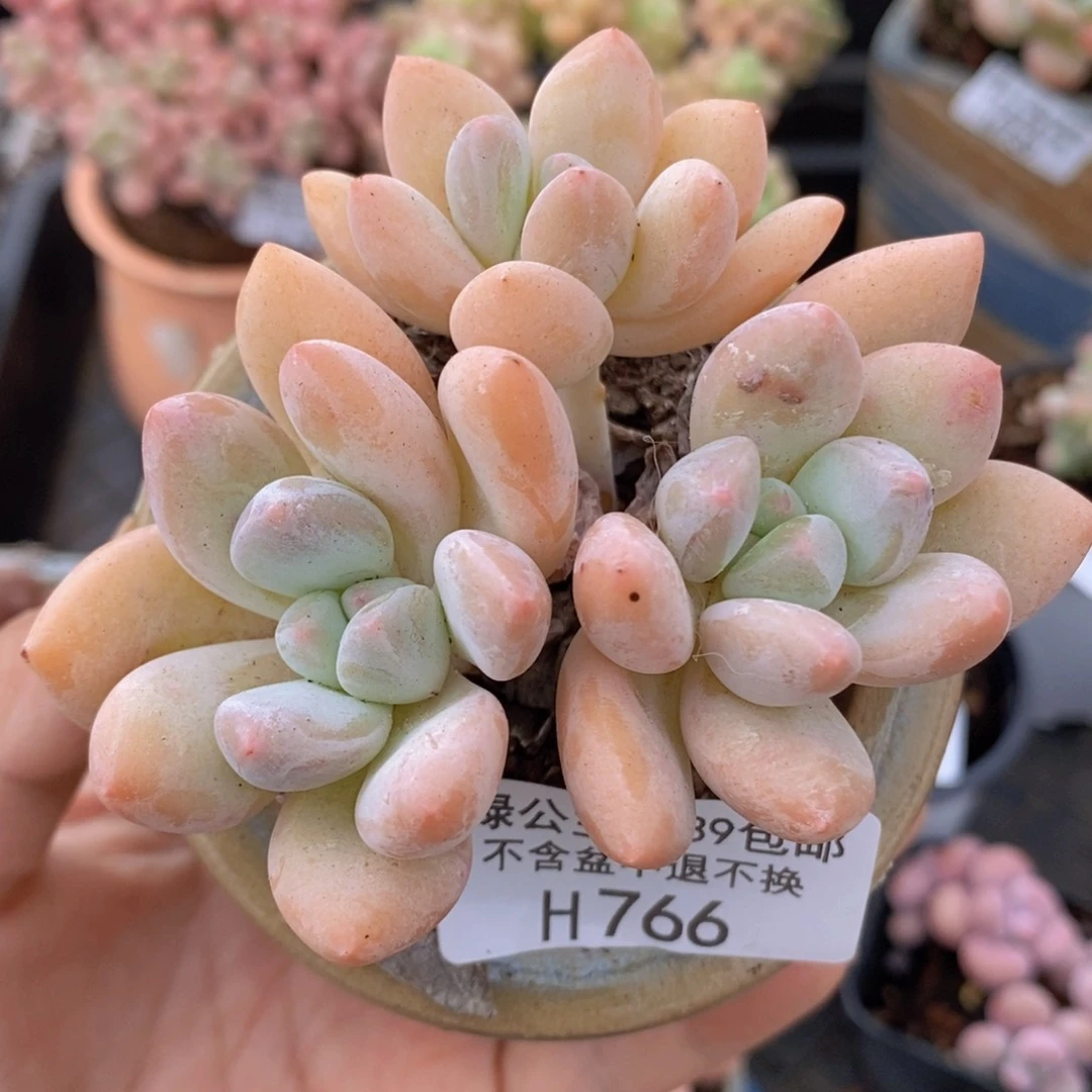 香水8cm766多肉植物