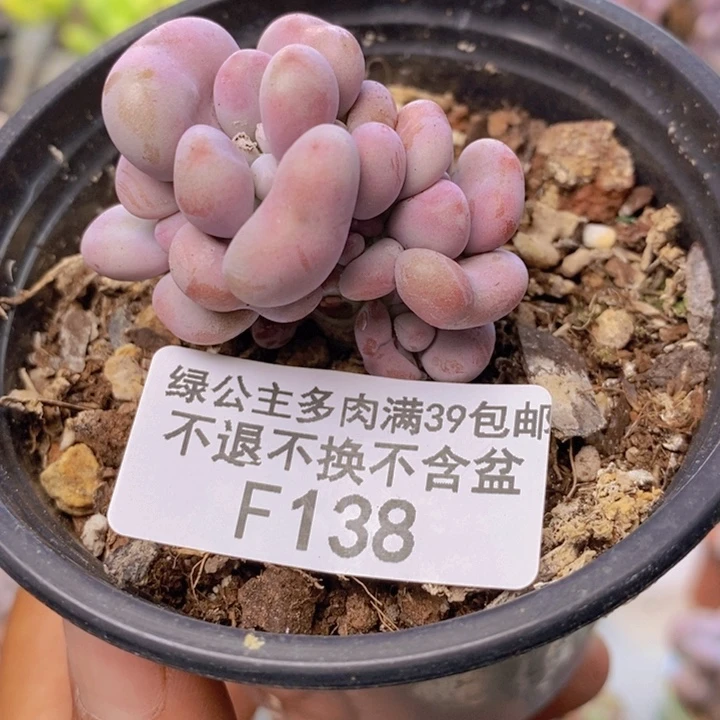 138桃蛋多肉朵朵