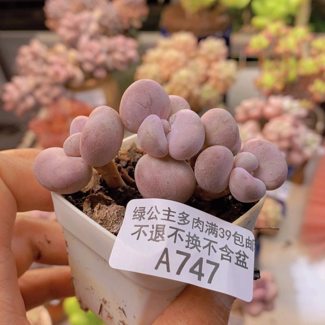 747腰子桃蛋多肉4c m