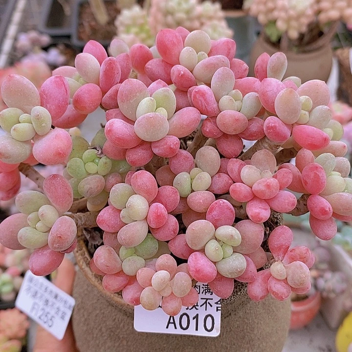 鱼子酱老桩会掉叶12cm010多肉植物