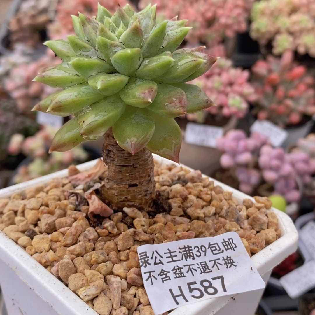 587多肉植物h j k