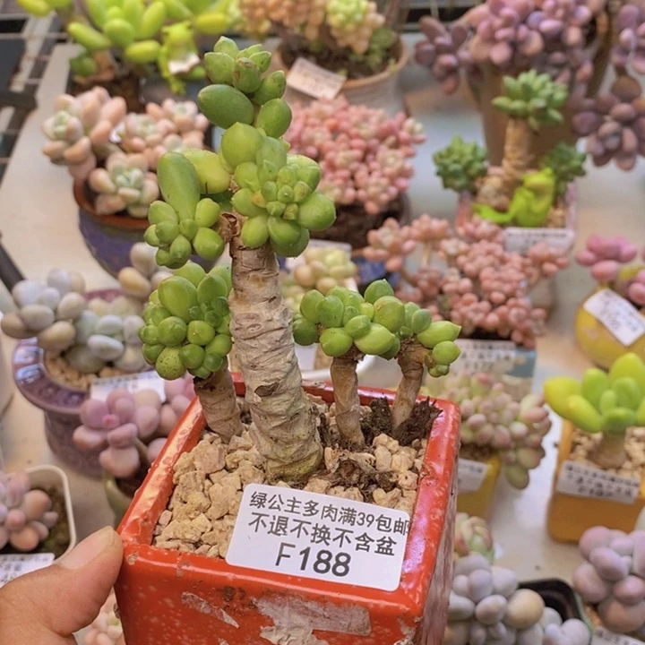 188香蕉树多肉8cm有断枝