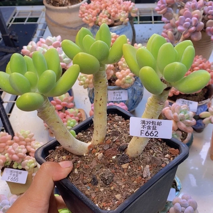 662金蟾多肉整11cm