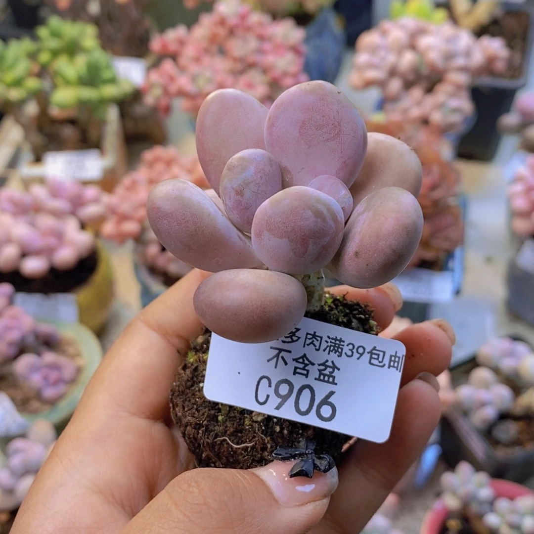 906橙雪球多肉4c m