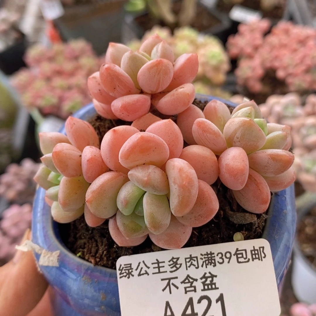 粉桃花6cm421多肉植物