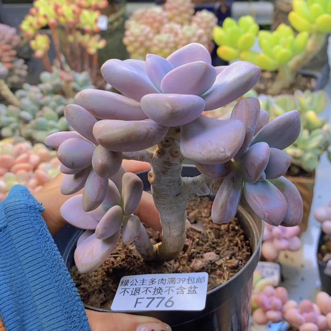 776桃霜多肉肉9c m