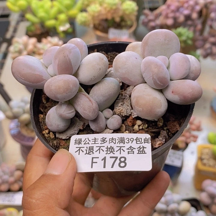 178芭比奶多肉7cm