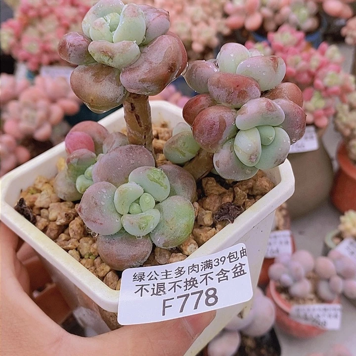 腰子洛神8cm778多肉植物