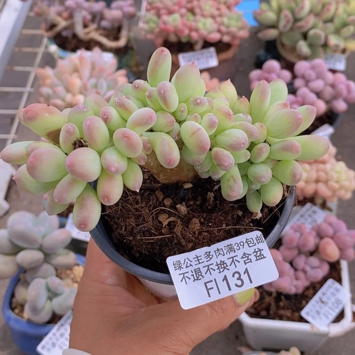 苹果奶缀131/10v m