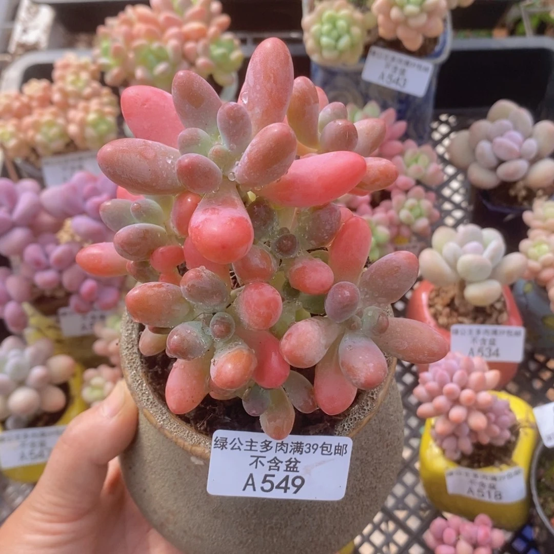 派大星9cm549多肉植物