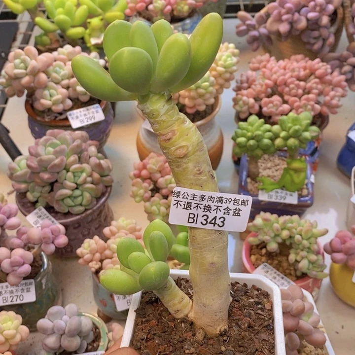 343金蟾多肉整7cm