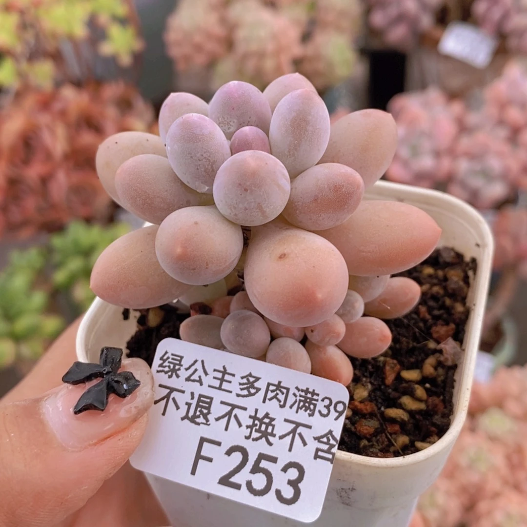 253手指奶多肉5c m