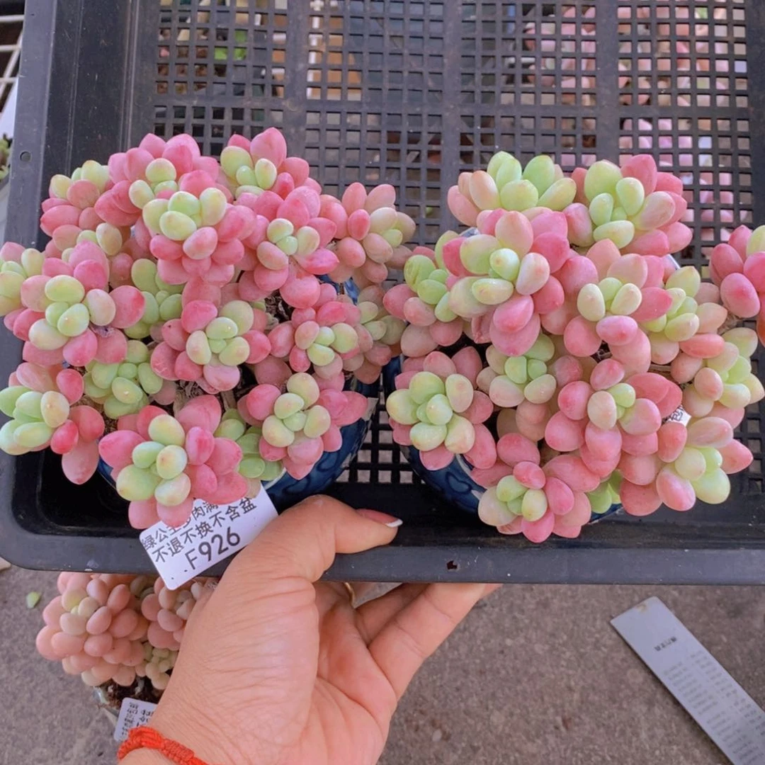 爱****?鱼子酱926/10cm多肉