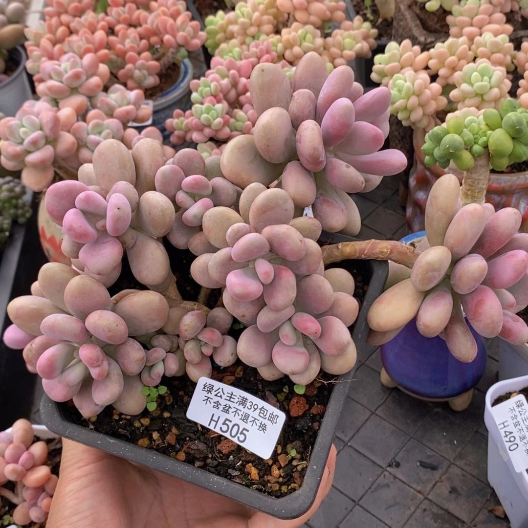 大桃蛋13cm505多肉植物