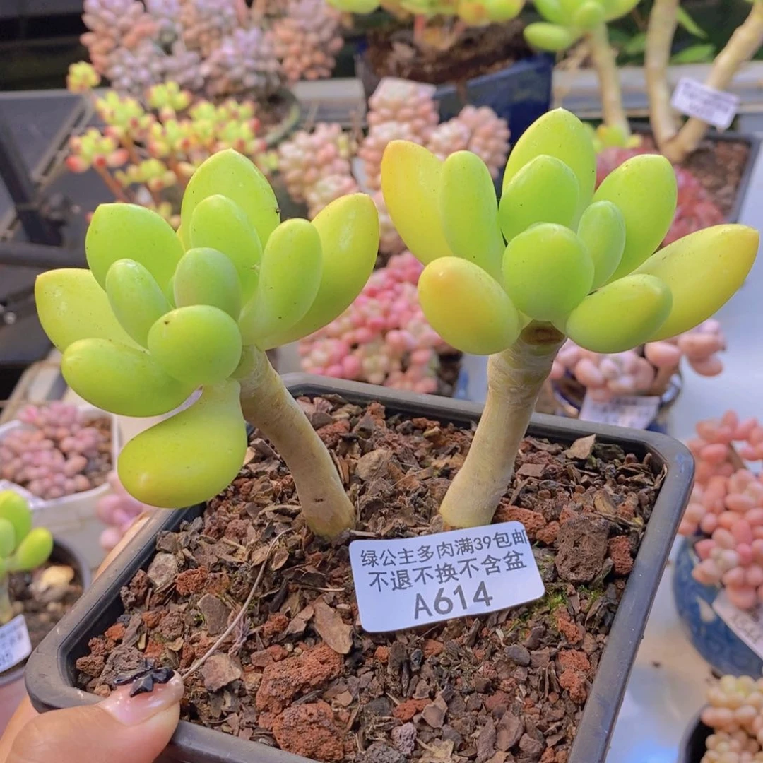 614金蟾多肉整9c m