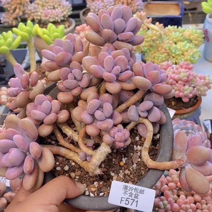 571桃蛋多肉特价