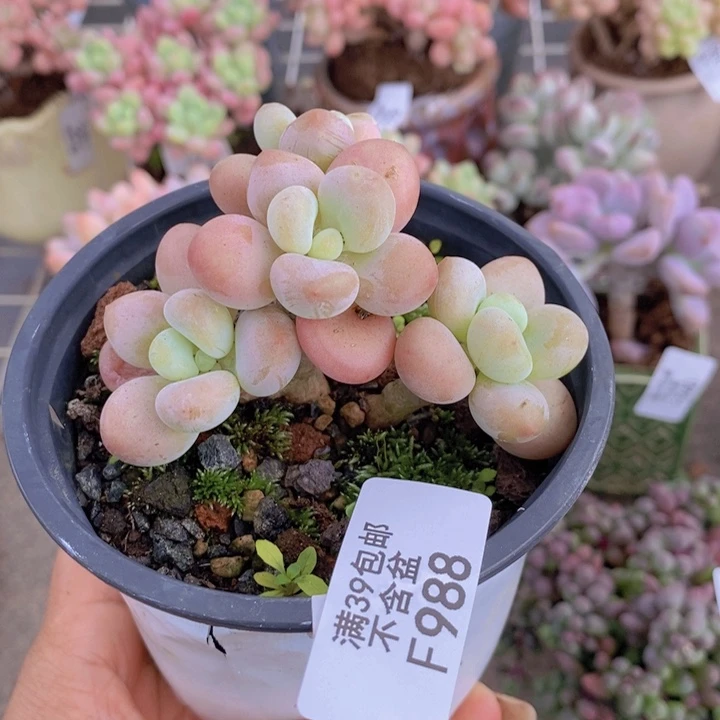 花朵洛神988/7v m