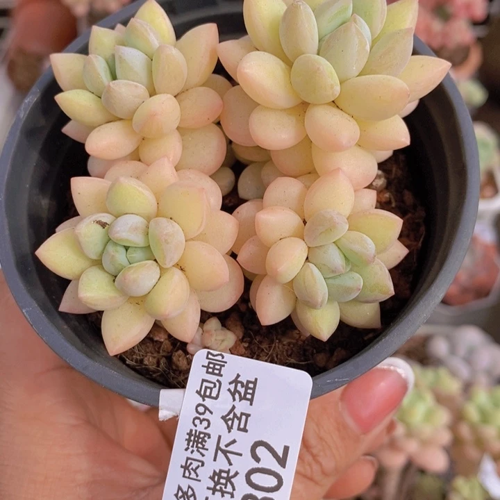 泡泡糖302/7cm不包整